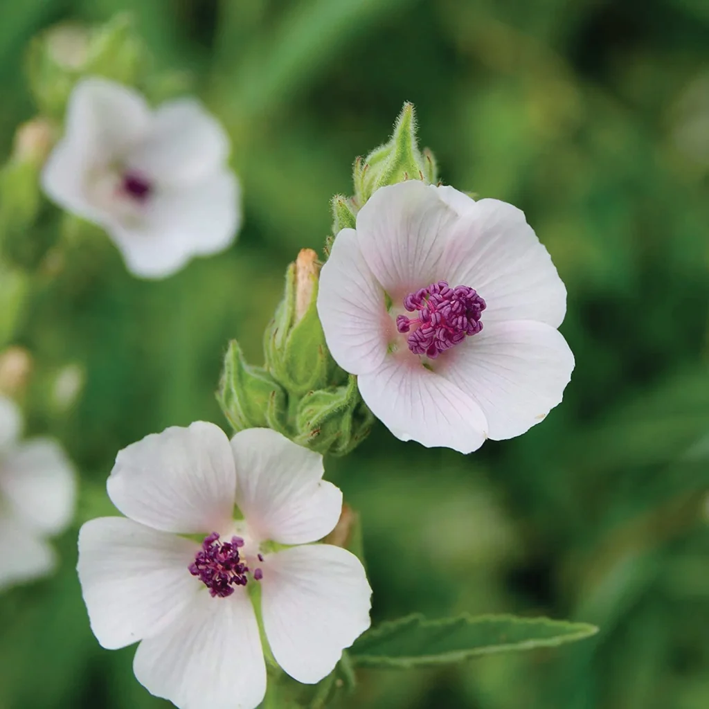 Marshmallow (Althaea officinalis) flowers